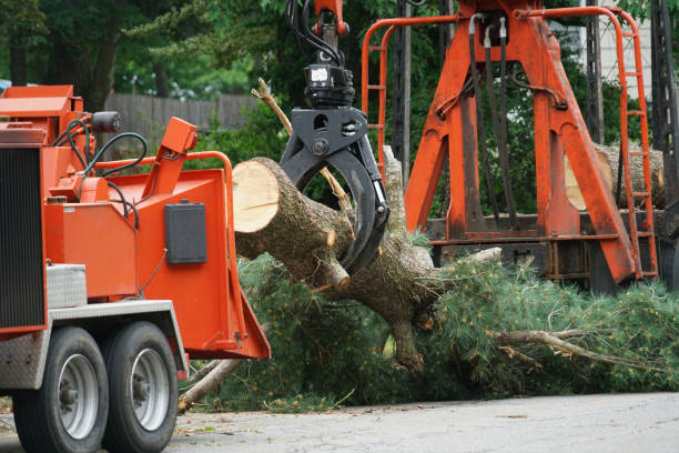 Tree Service Company in Oakdale, LA